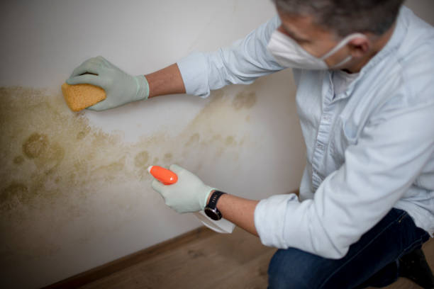 Best Affordable Mold Removal  in Chilton, WI