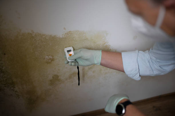 Best Certified Mold Removal  in Chilton, WI