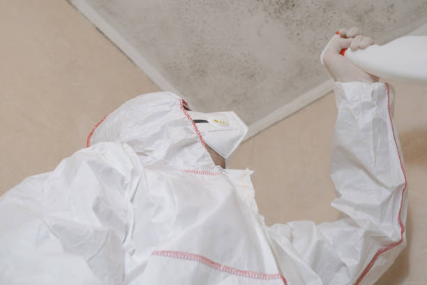 Best Fast Mold Removal  in Chilton, WI