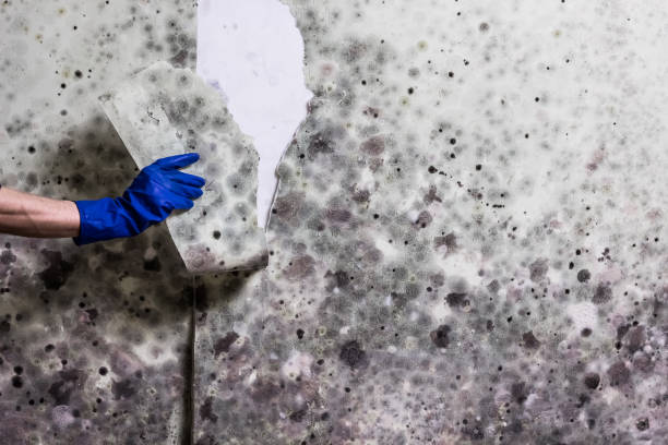 Best Black Mold Removal  in Chilton, WI